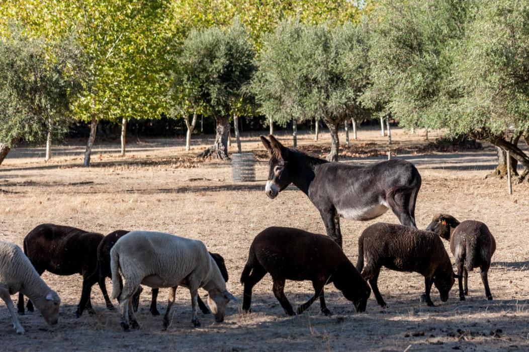 Monte Do Serrado De Baixo - T4 Evora Ngoại thất bức ảnh